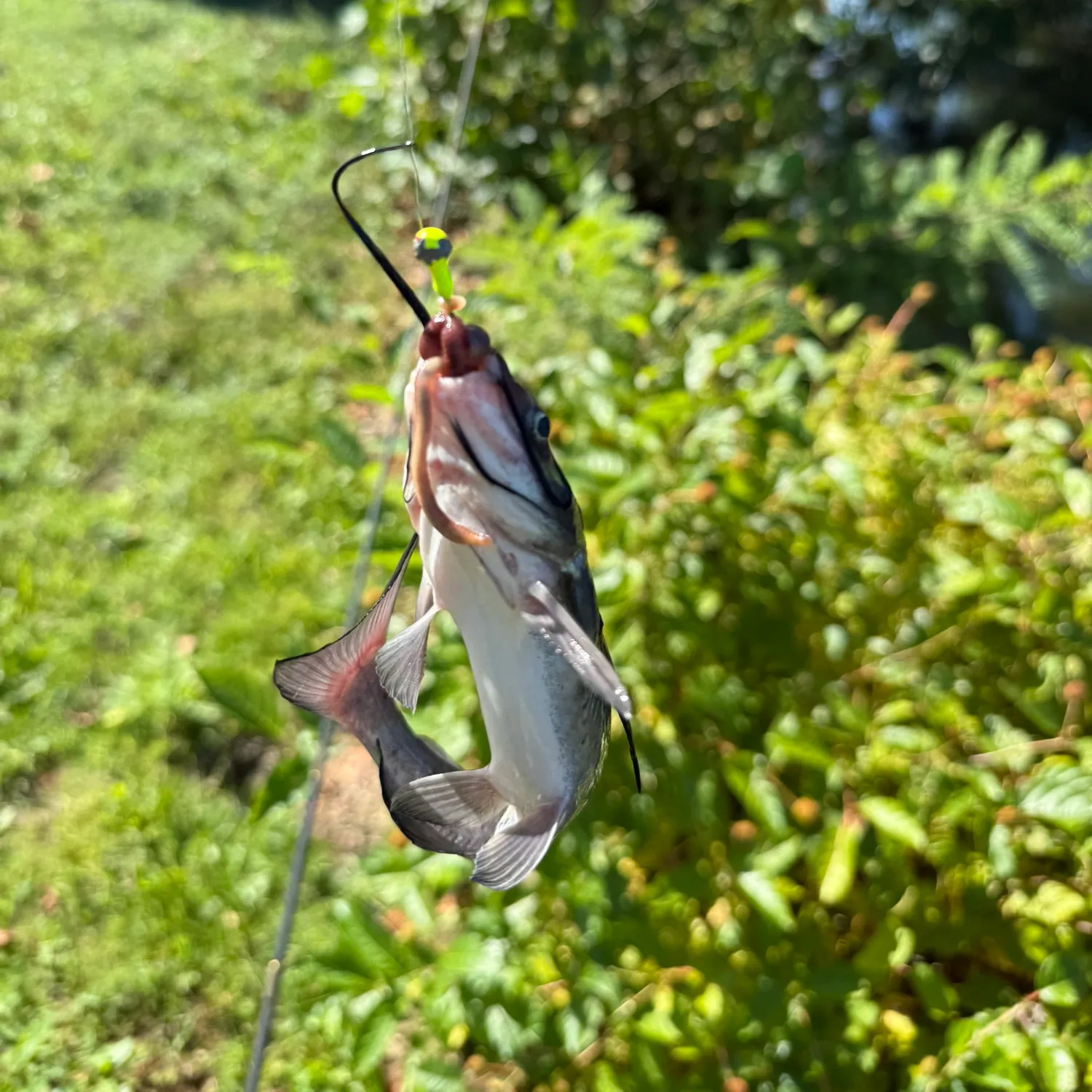 Channel catfish caught on Fishbrain
