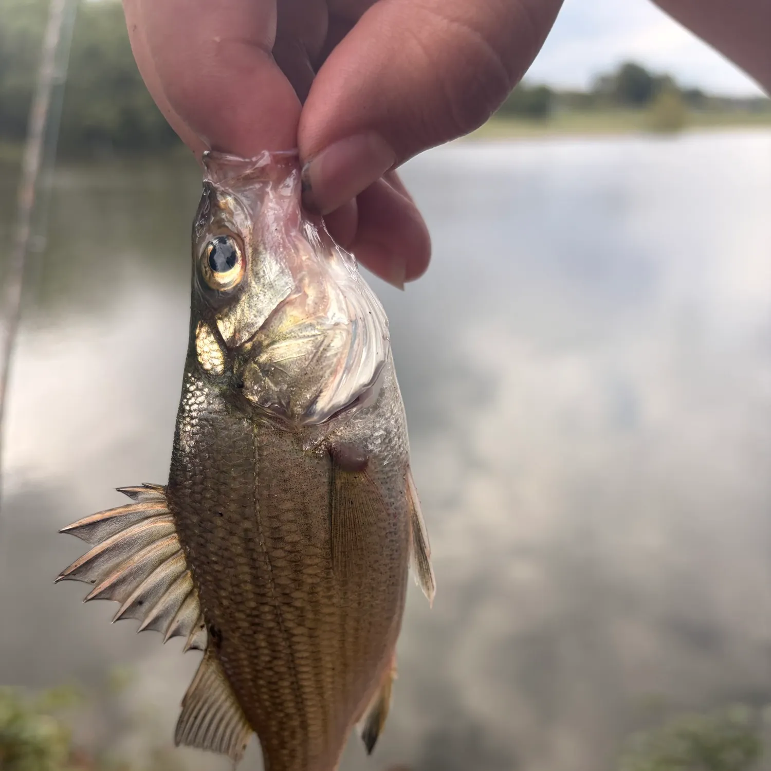 White perch caught on Fishbrain
