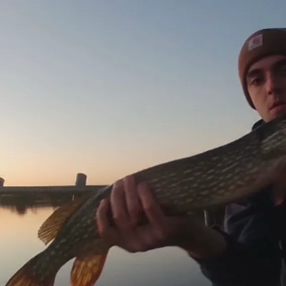Northern pike caught on Fishbrain
