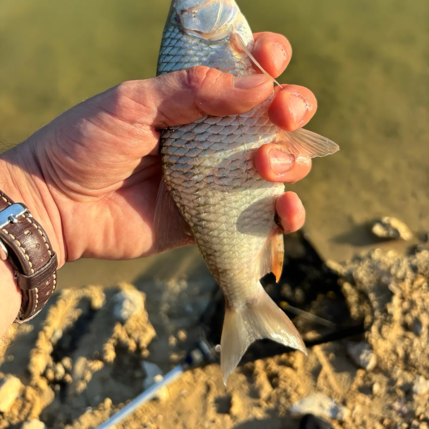 Common roach caught on Fishbrain
