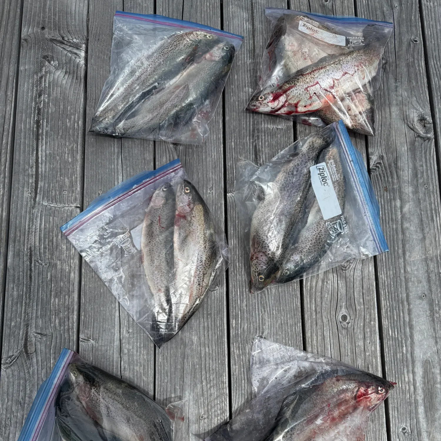angler catch