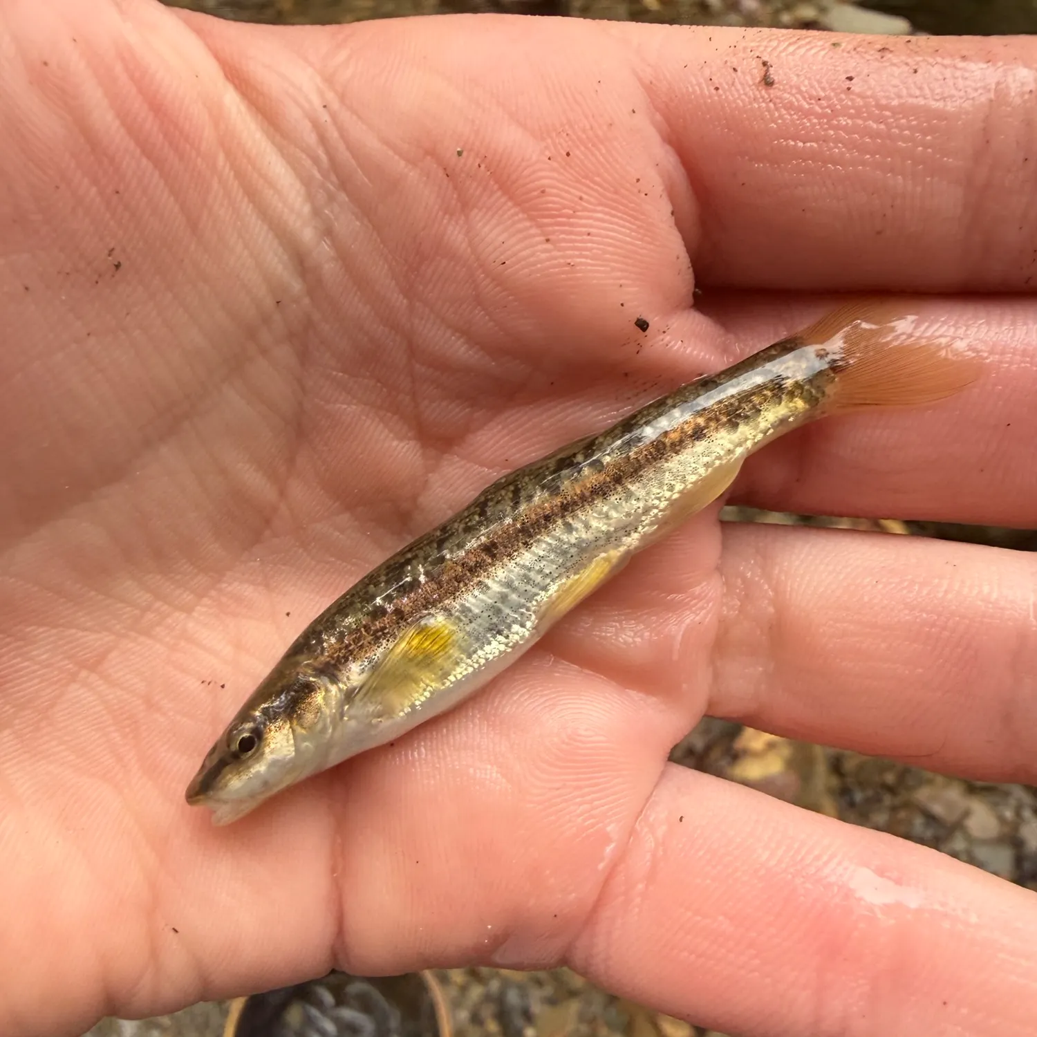 The most recent Western blacknose dace catches on Fishbrain