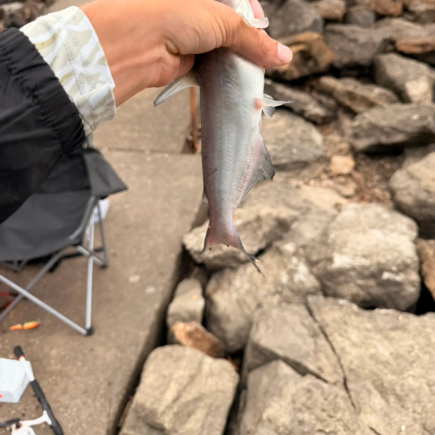 Blue catfish caught on Fishbrain