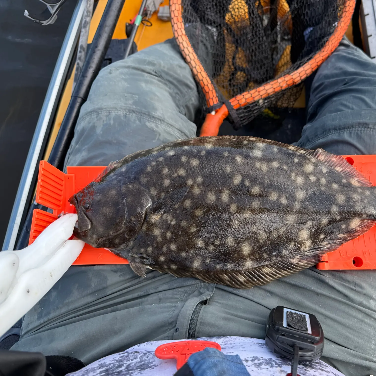 Summer flounder caught on Fishbrain