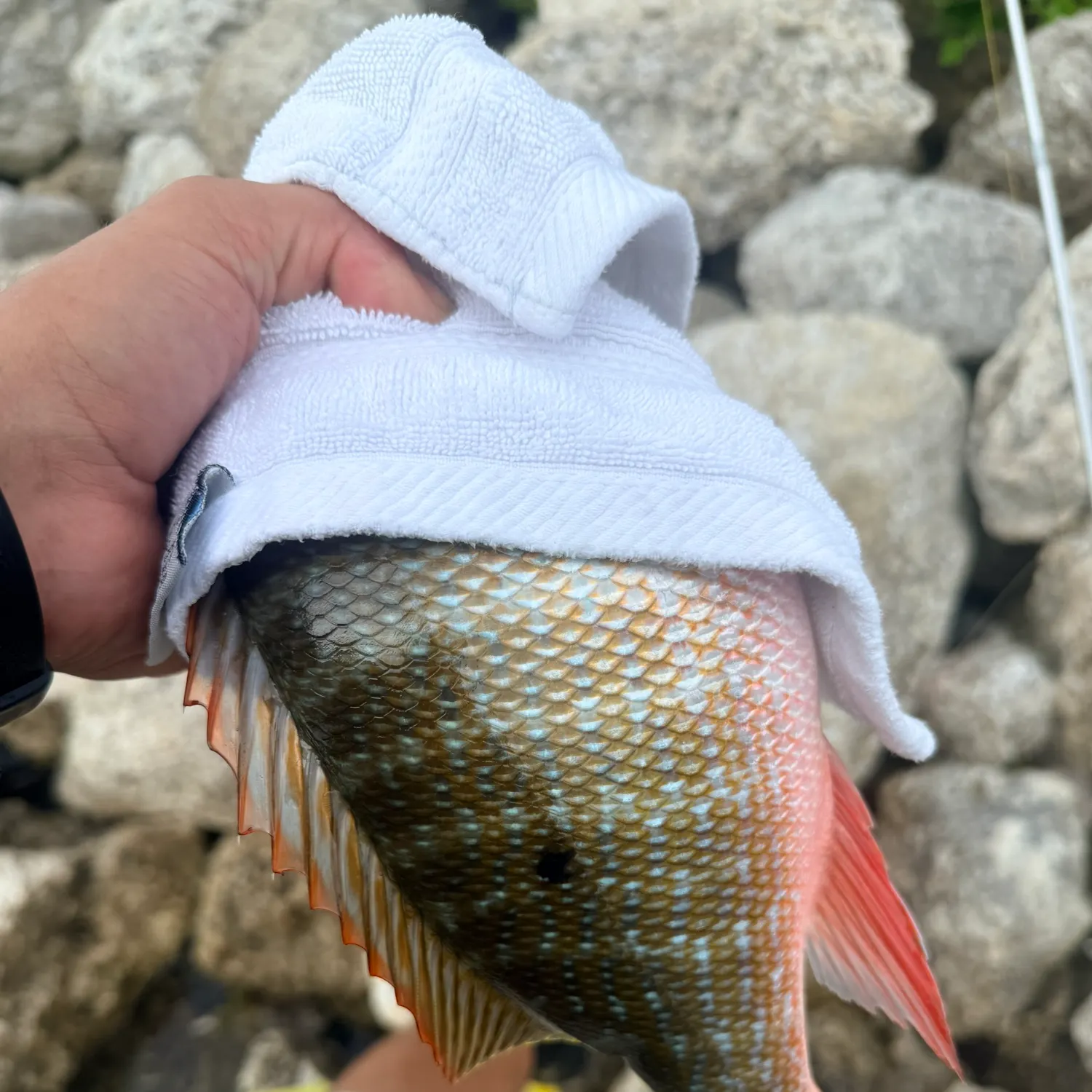 catch
