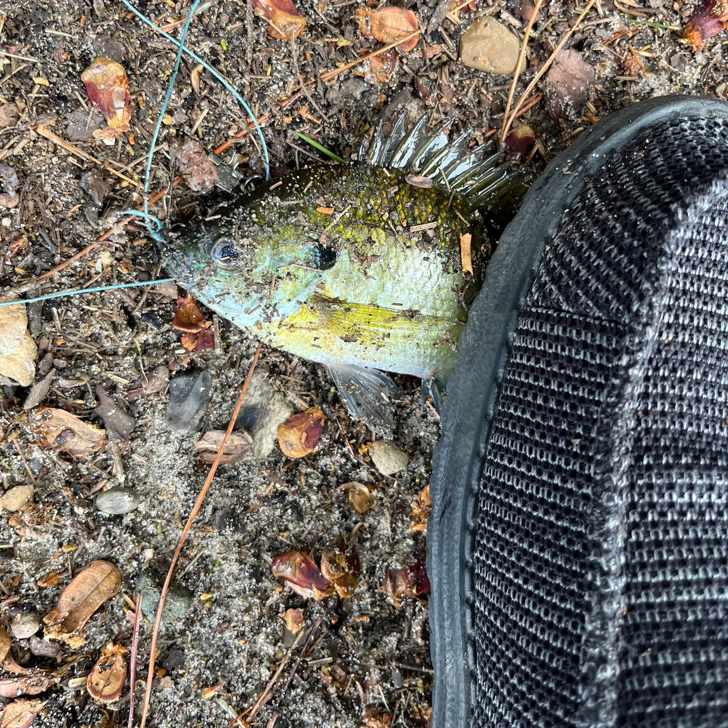 Pumpkinseed caught on Fishbrain