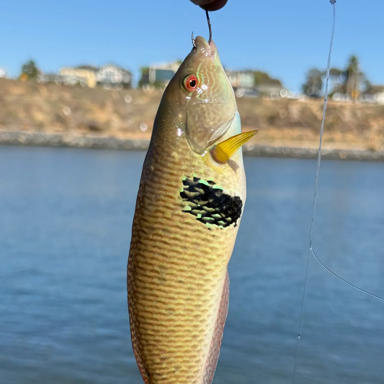 The most recent Rock wrasse catches on Fishbrain
