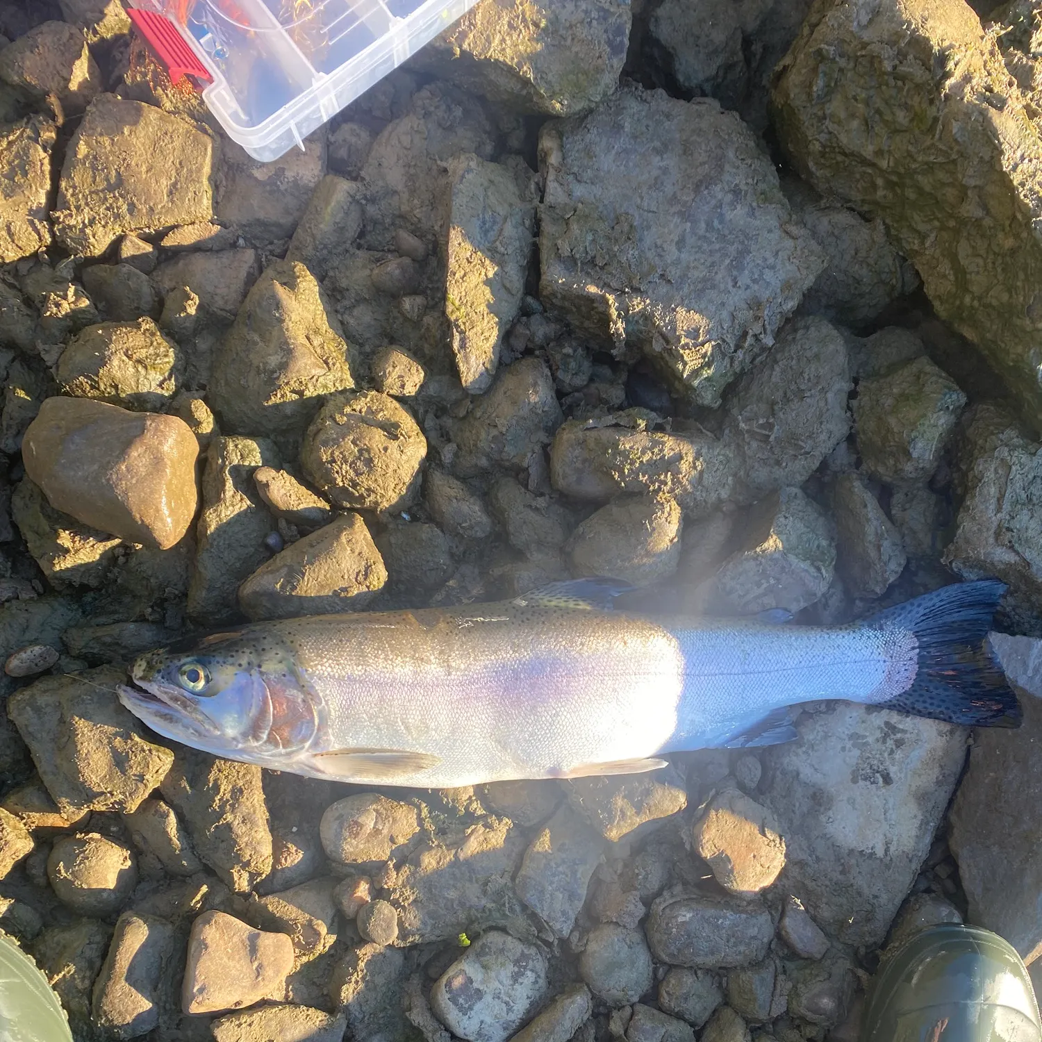 Steelhead caught on Fishbrain