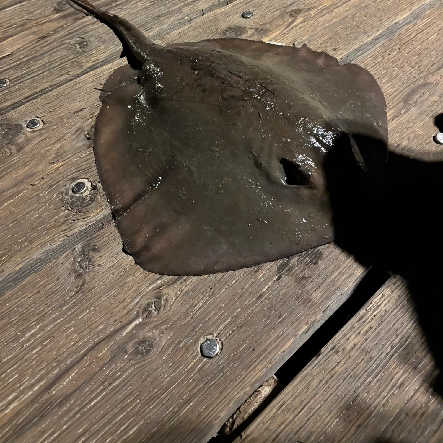 The most recent Diamond stingray catches on Fishbrain