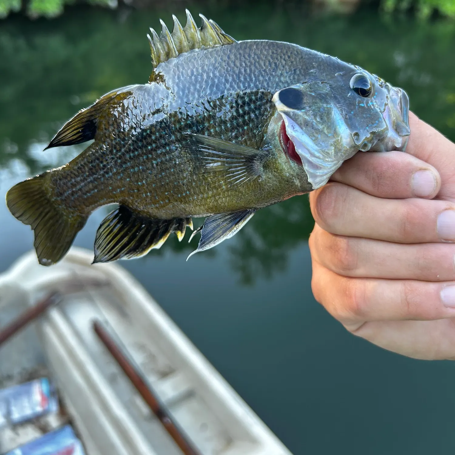 Green sunfish caught on Fishbrain
