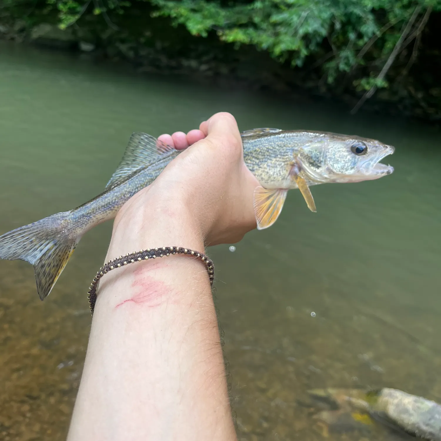 The most recent Sauger catches on Fishbrain
