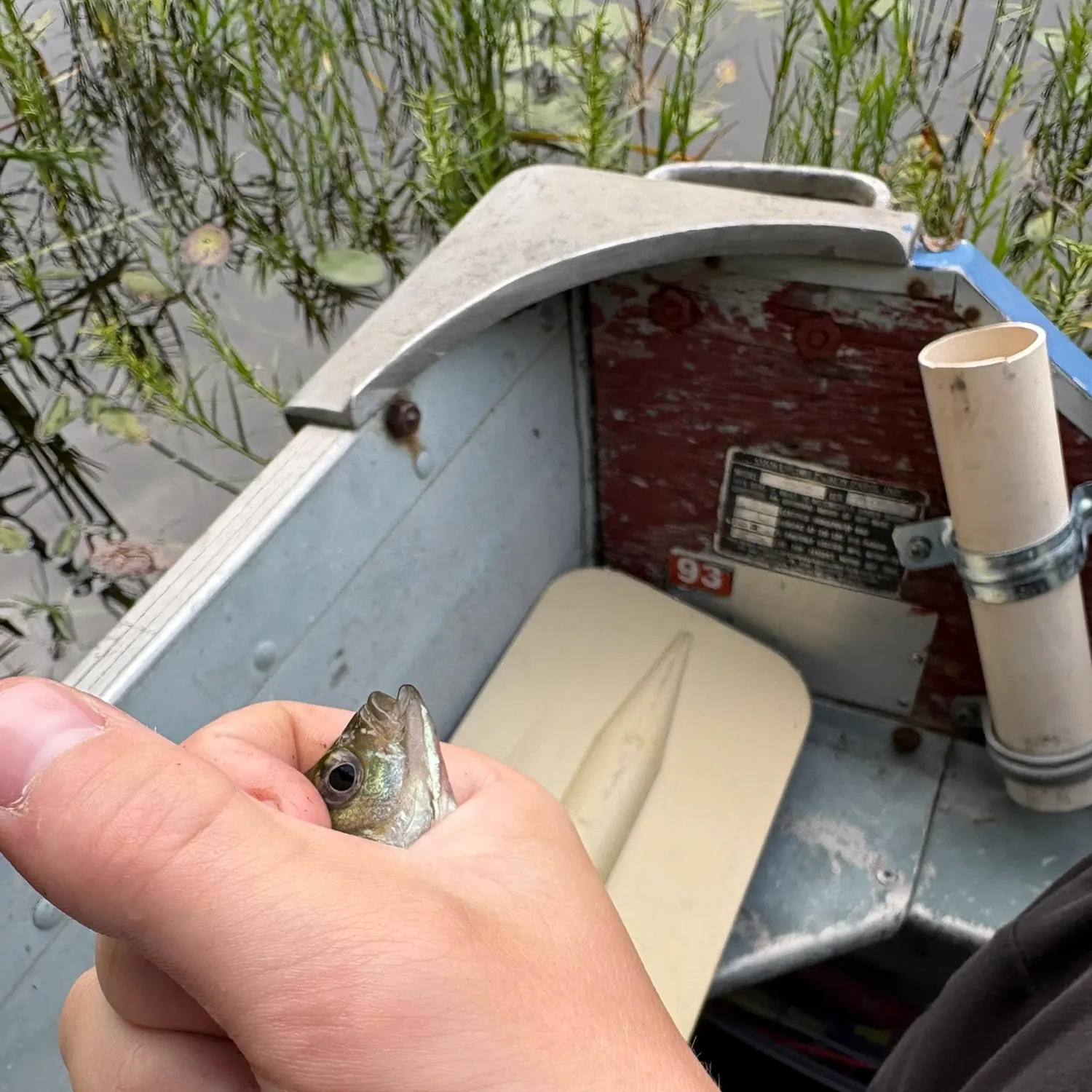 Fish caught on Fishbrain