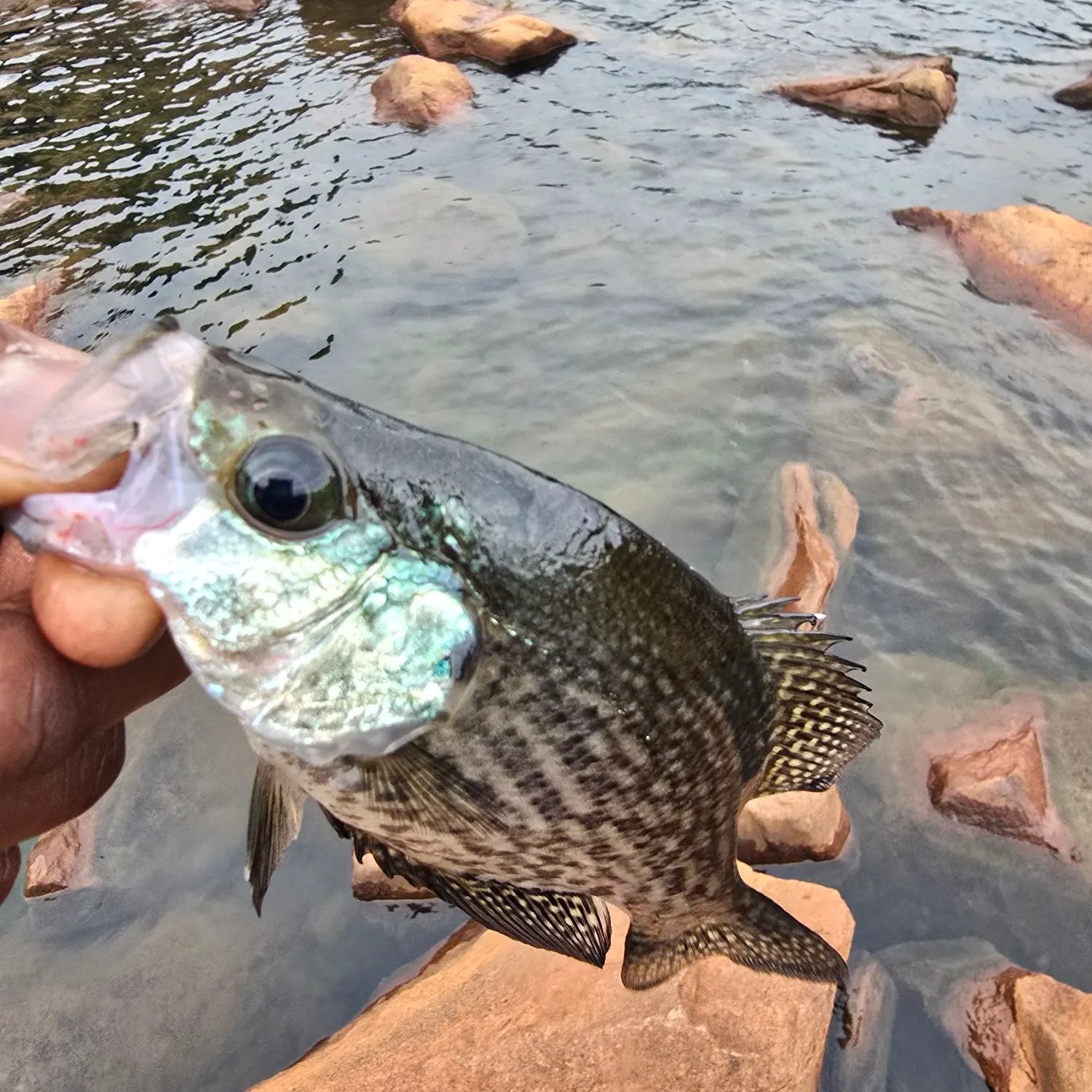 Black crappie caught on Fishbrain