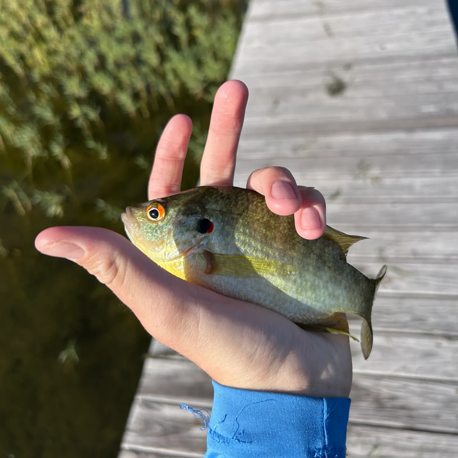 Redear sunfish caught on Fishbrain