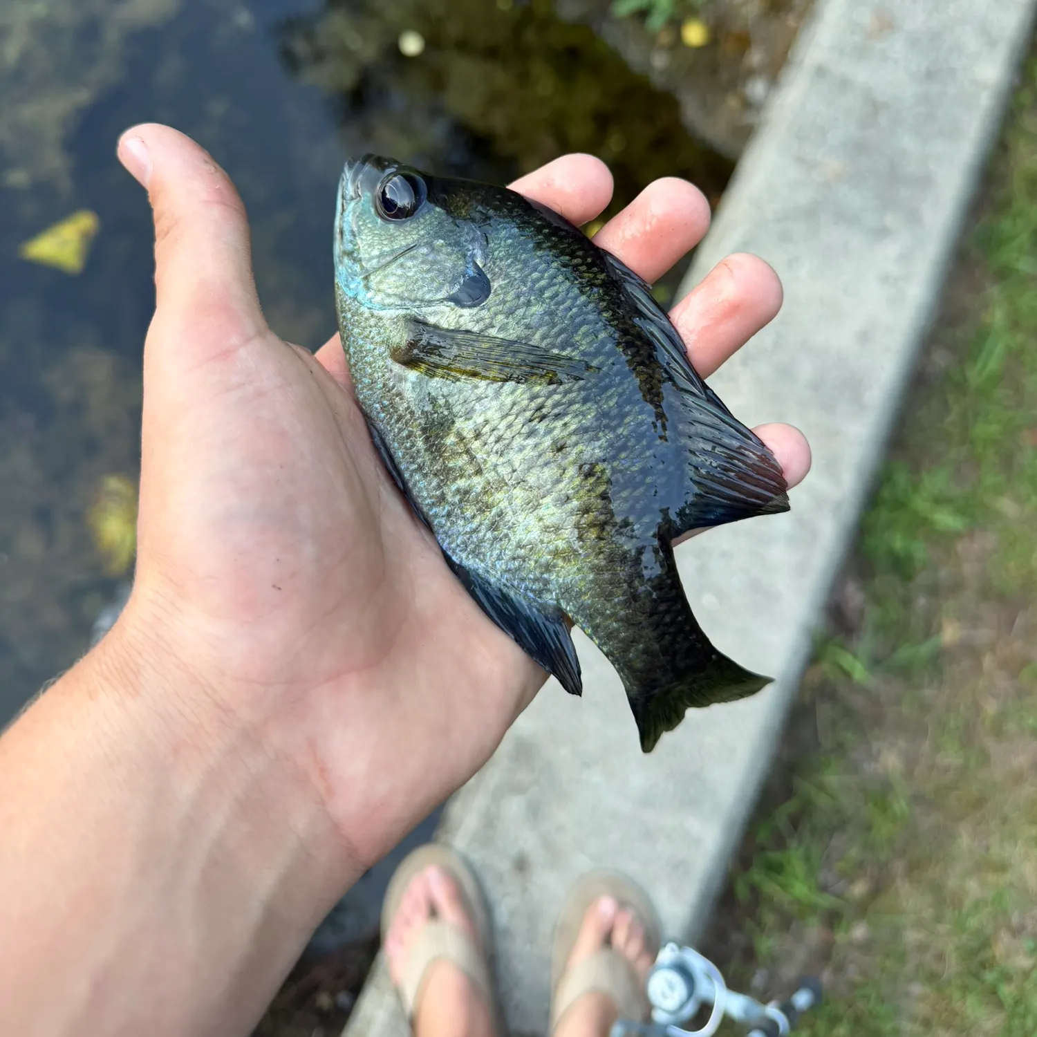 Bluegill caught on Fishbrain