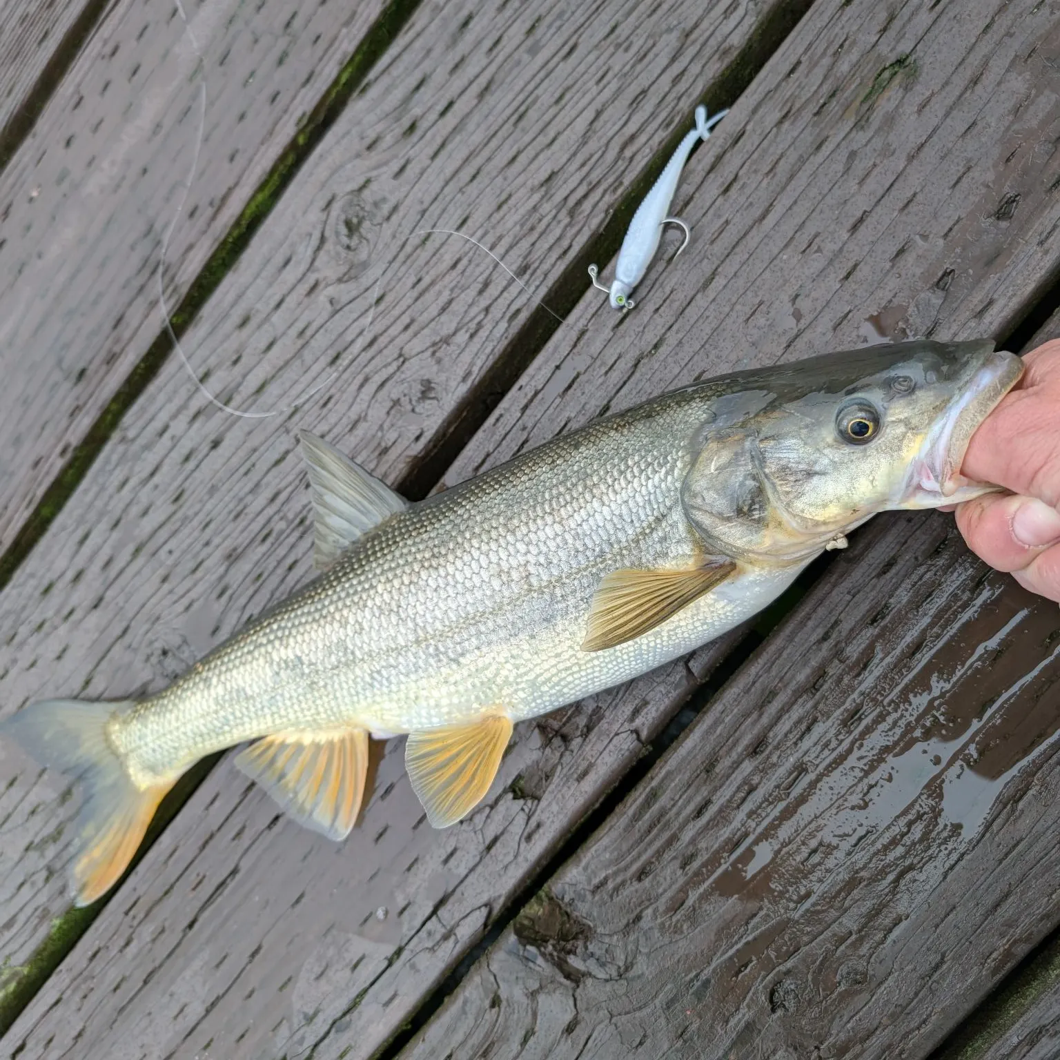 The most recent Northern pikeminnow catches on Fishbrain
