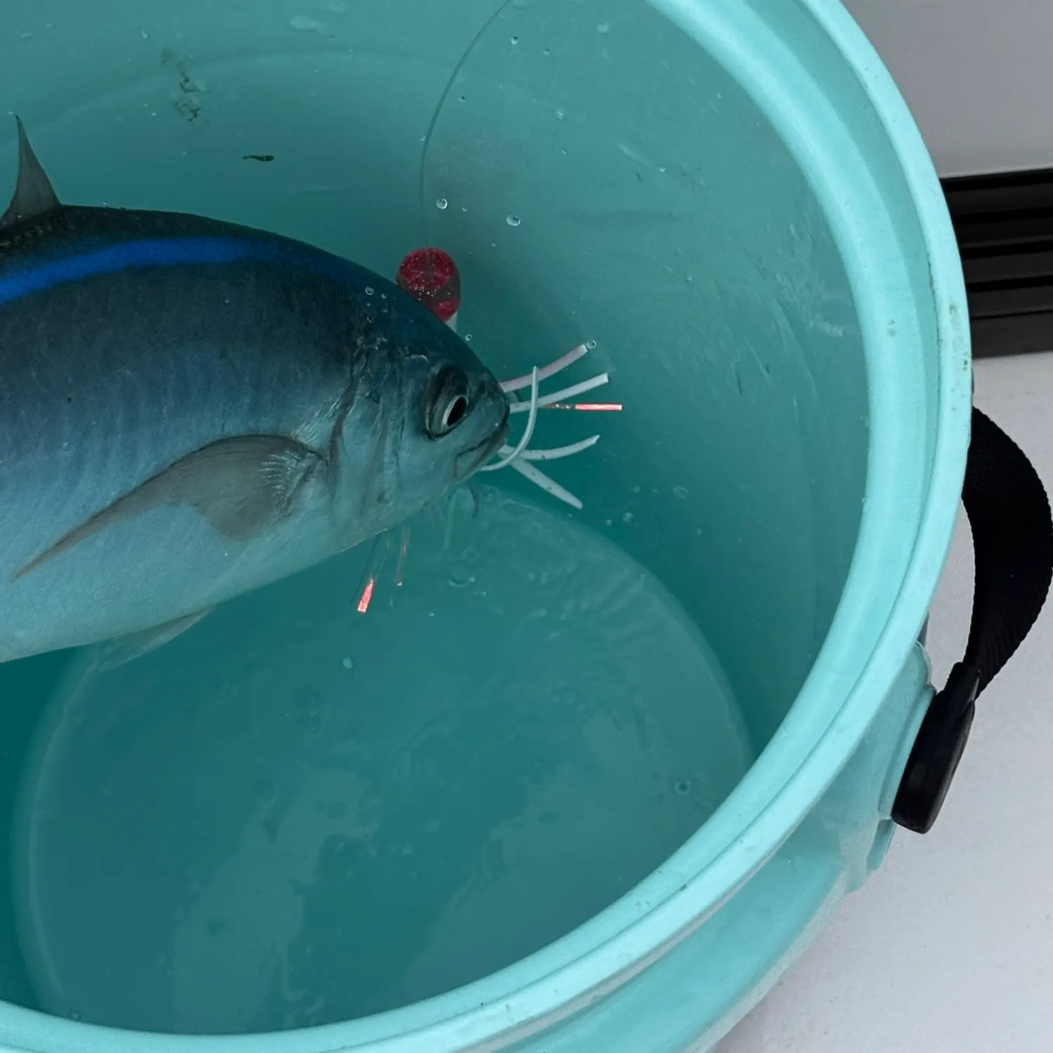 The most recent Bar jack catches on Fishbrain