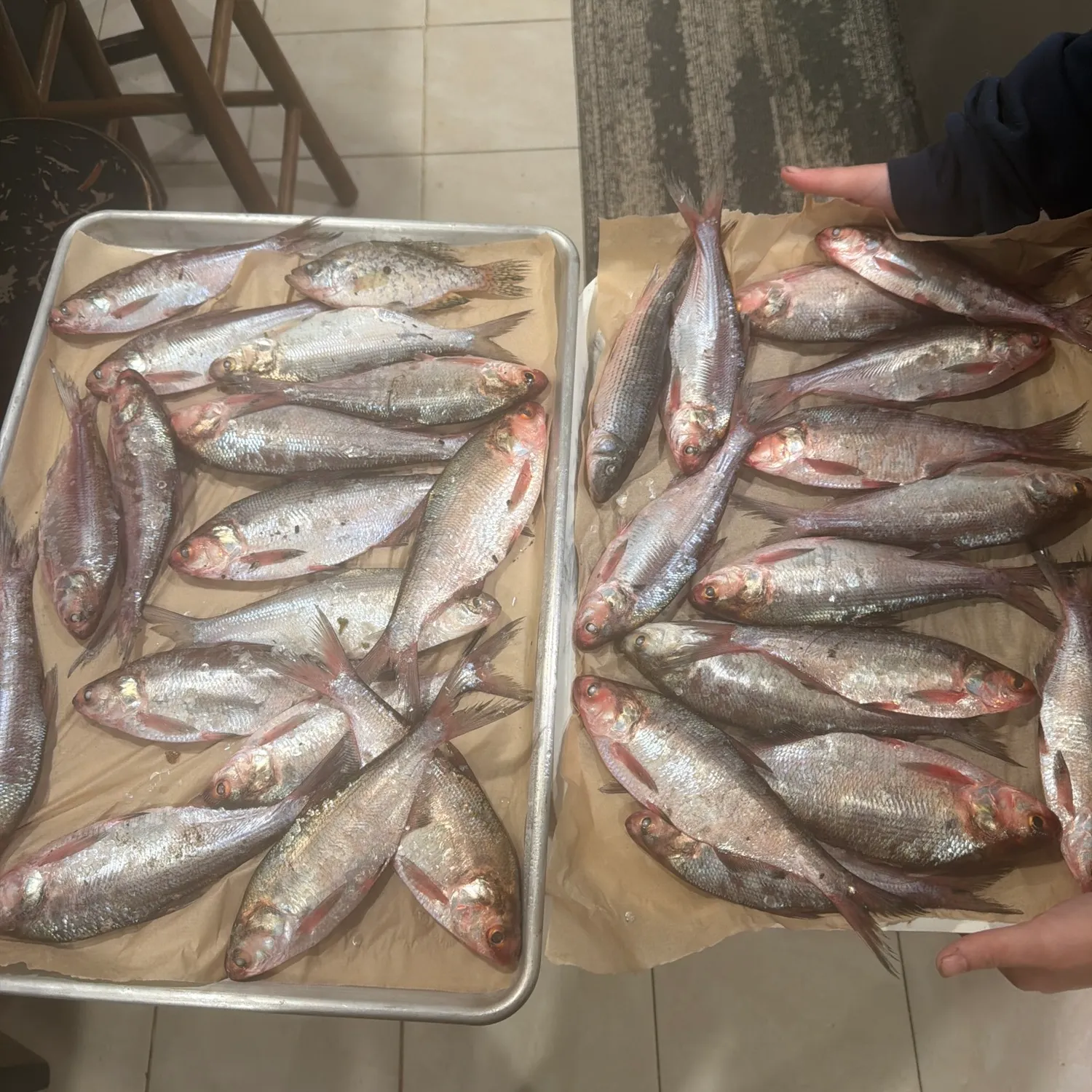 recently logged catches