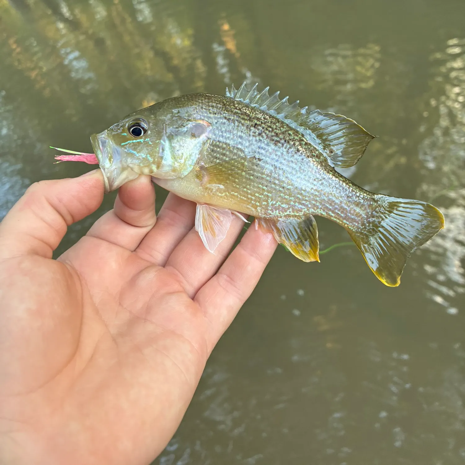 Green sunfish caught on Fishbrain