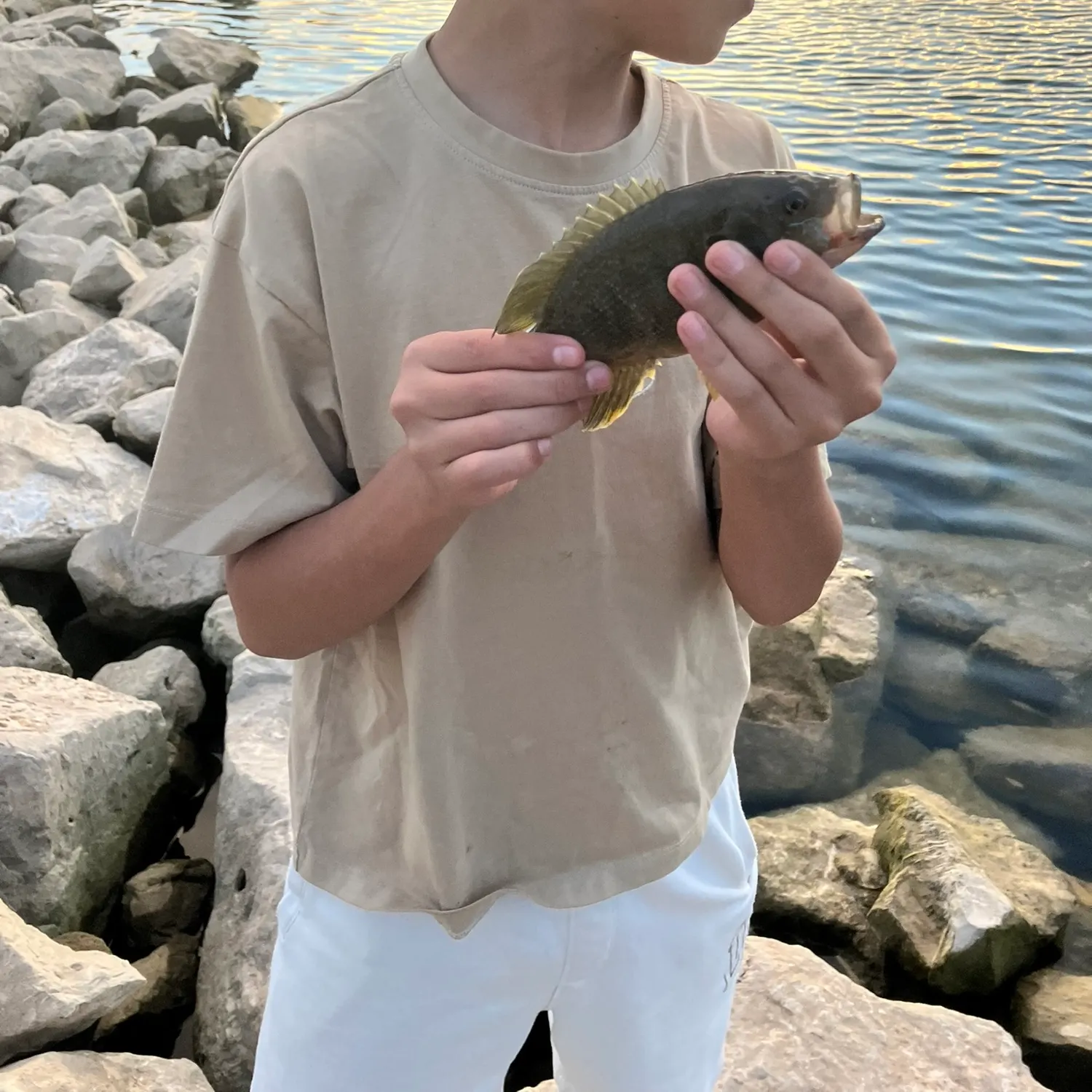 Bluegill caught on Fishbrain