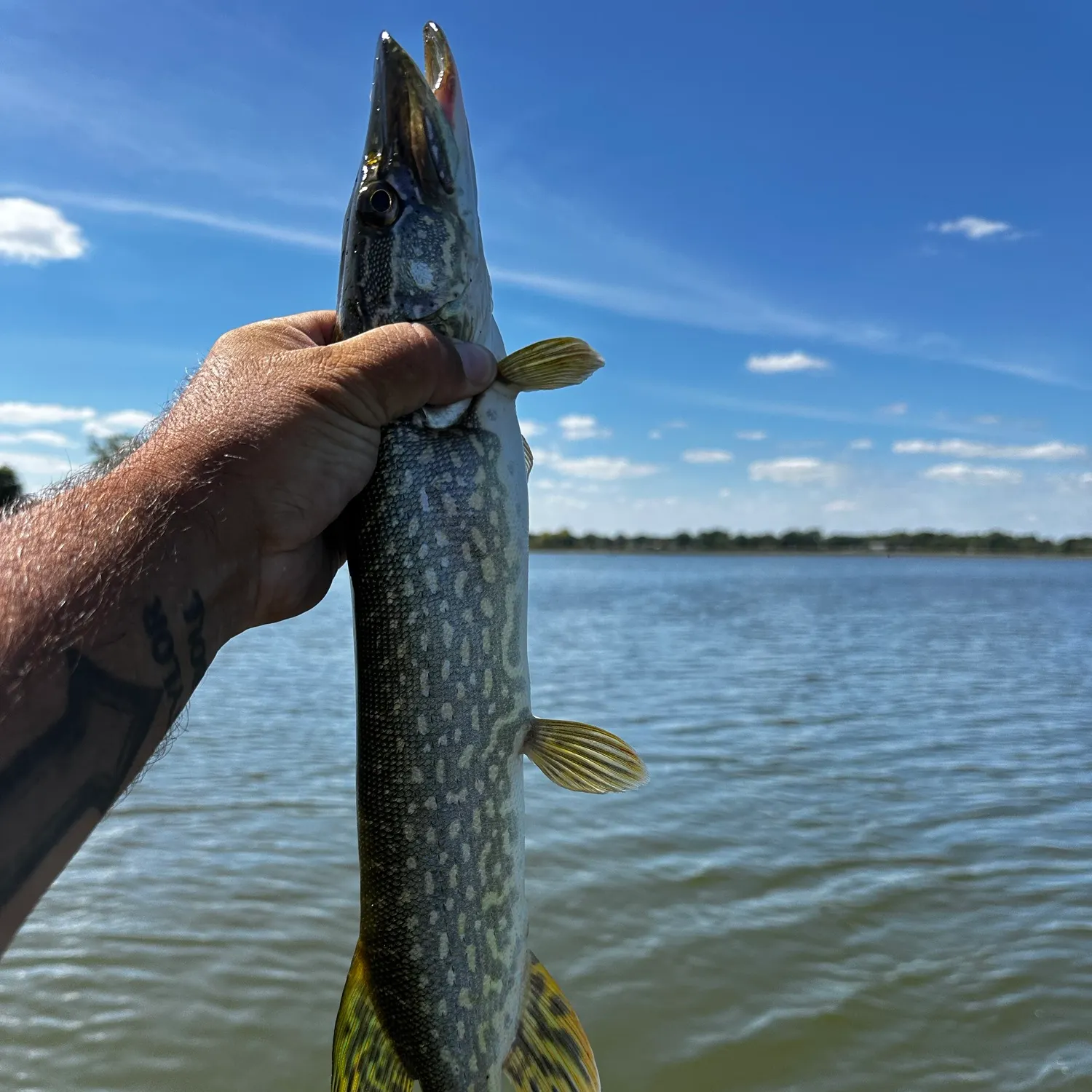 Northern pike caught on Fishbrain