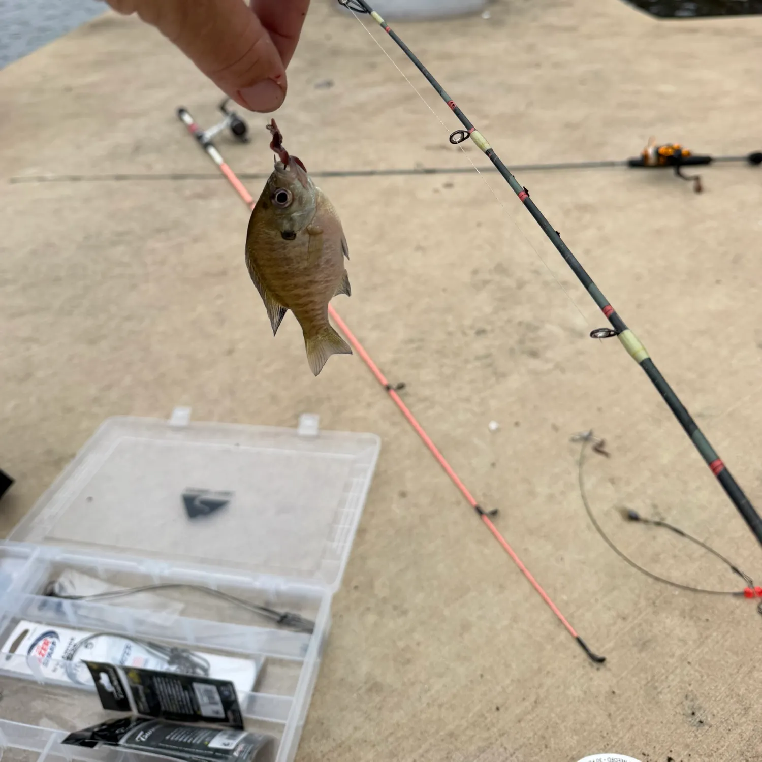 The most recent Bluegill catches on Fishbrain