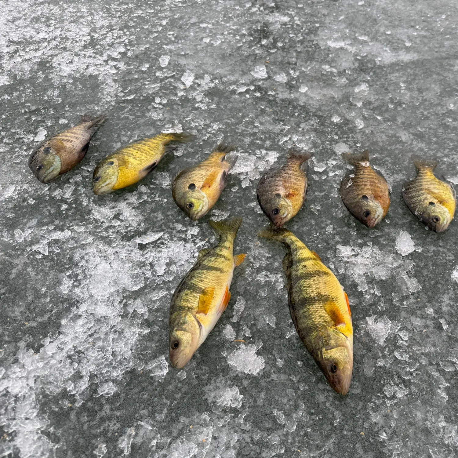 recently logged catches