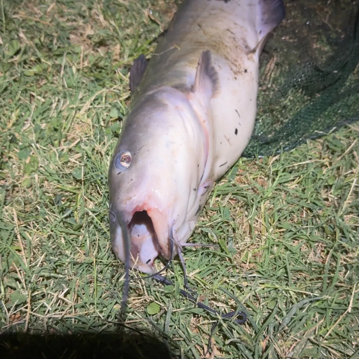 Channel catfish caught on Fishbrain