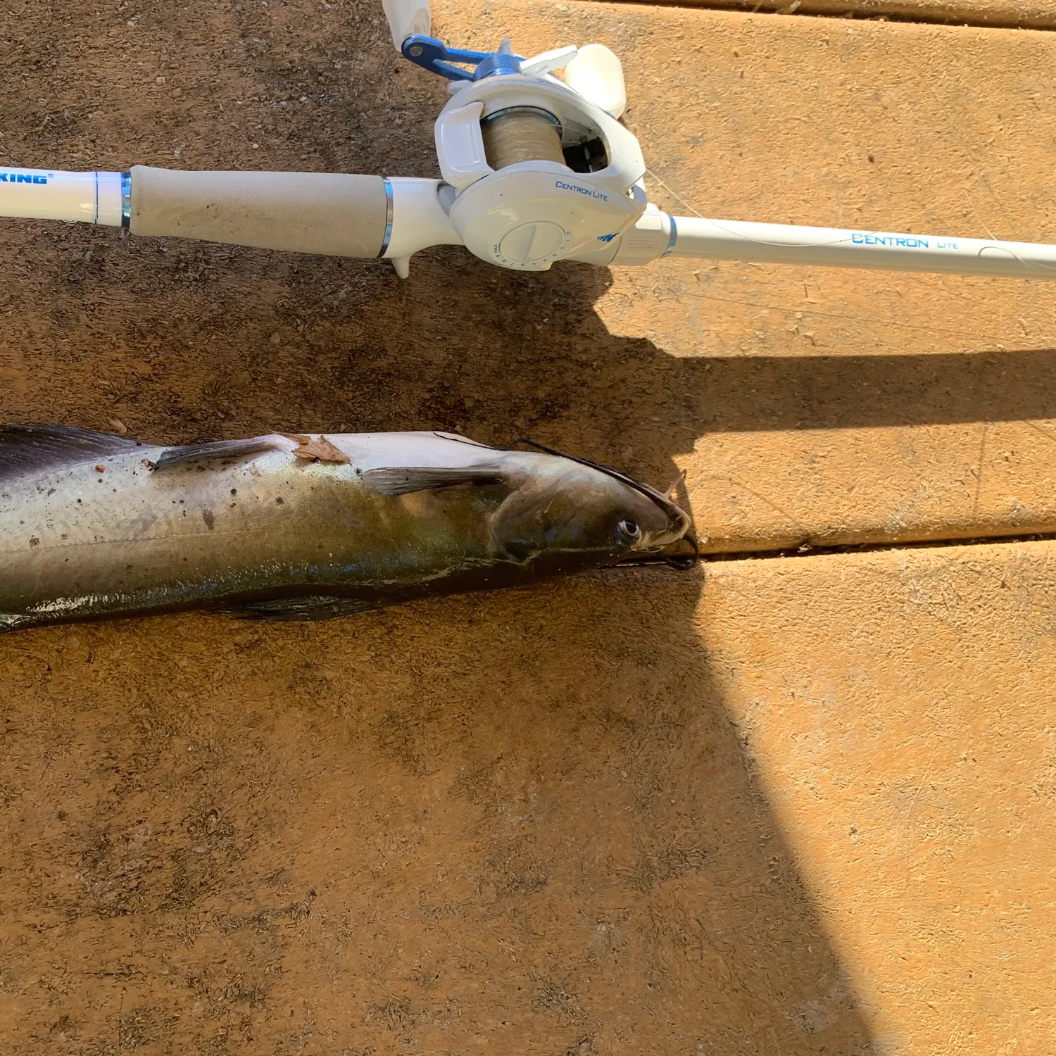 Channel catfish caught on Fishbrain