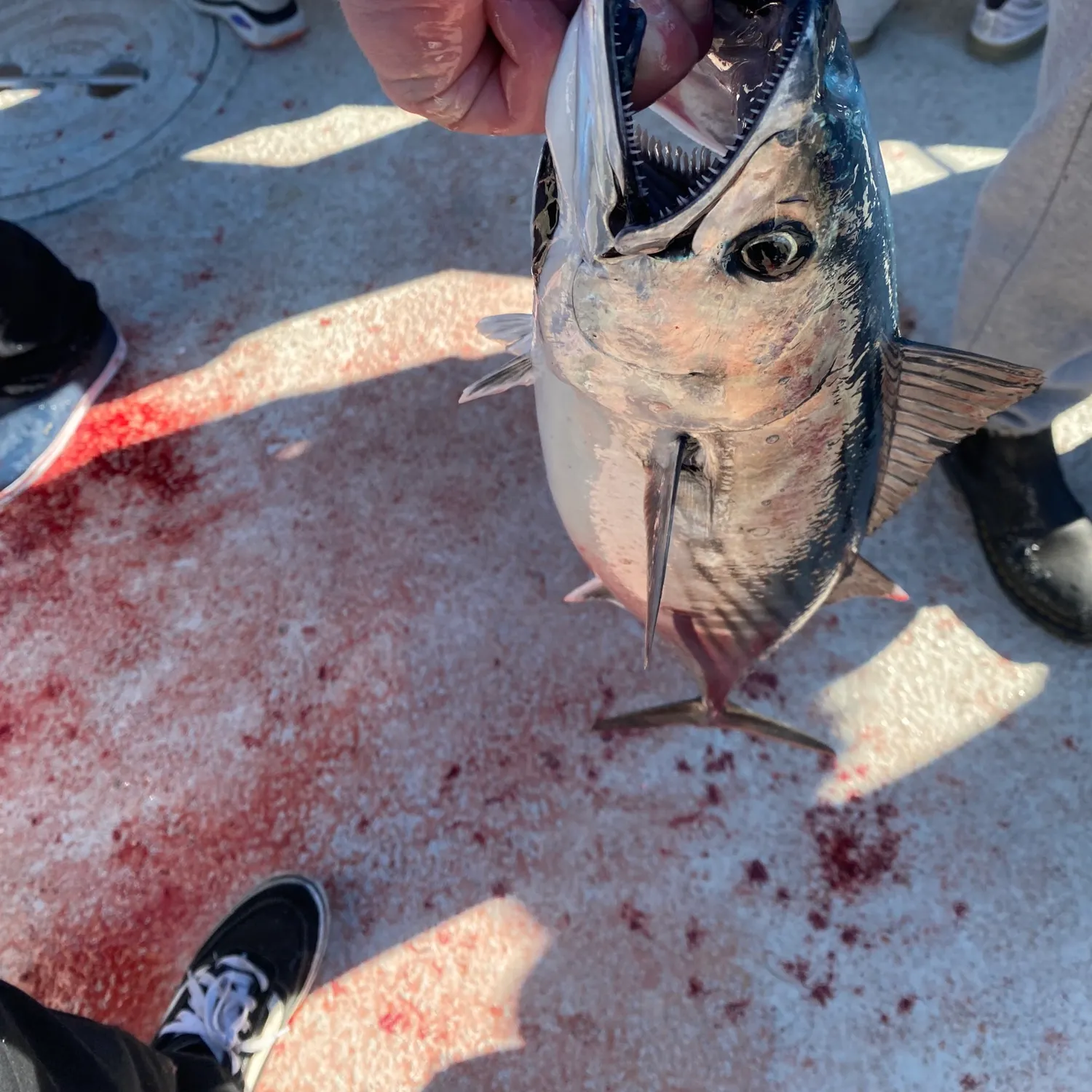 The most recent Pacific bonito catches on Fishbrain