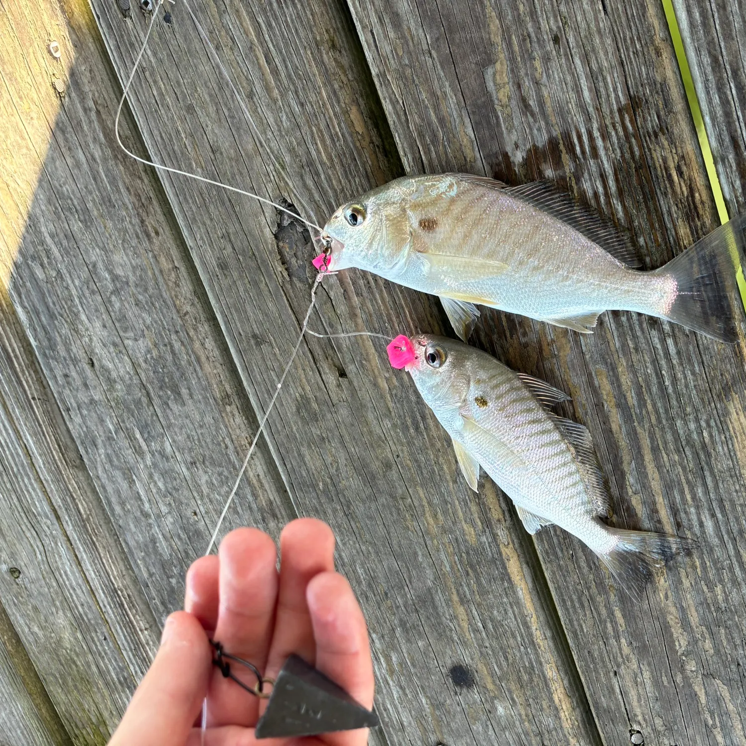 The most recent Spot croaker catches on Fishbrain