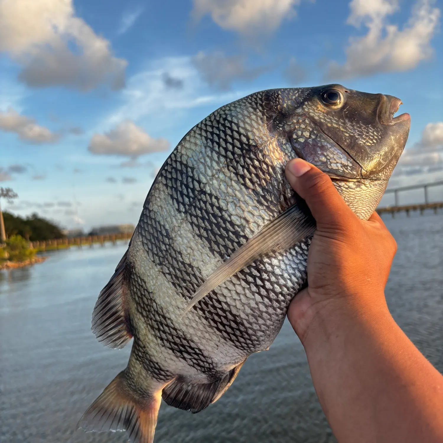 Sheepshead caught on Fishbrain