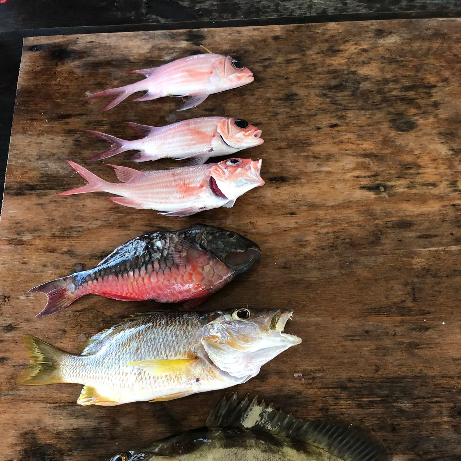 recently logged catches