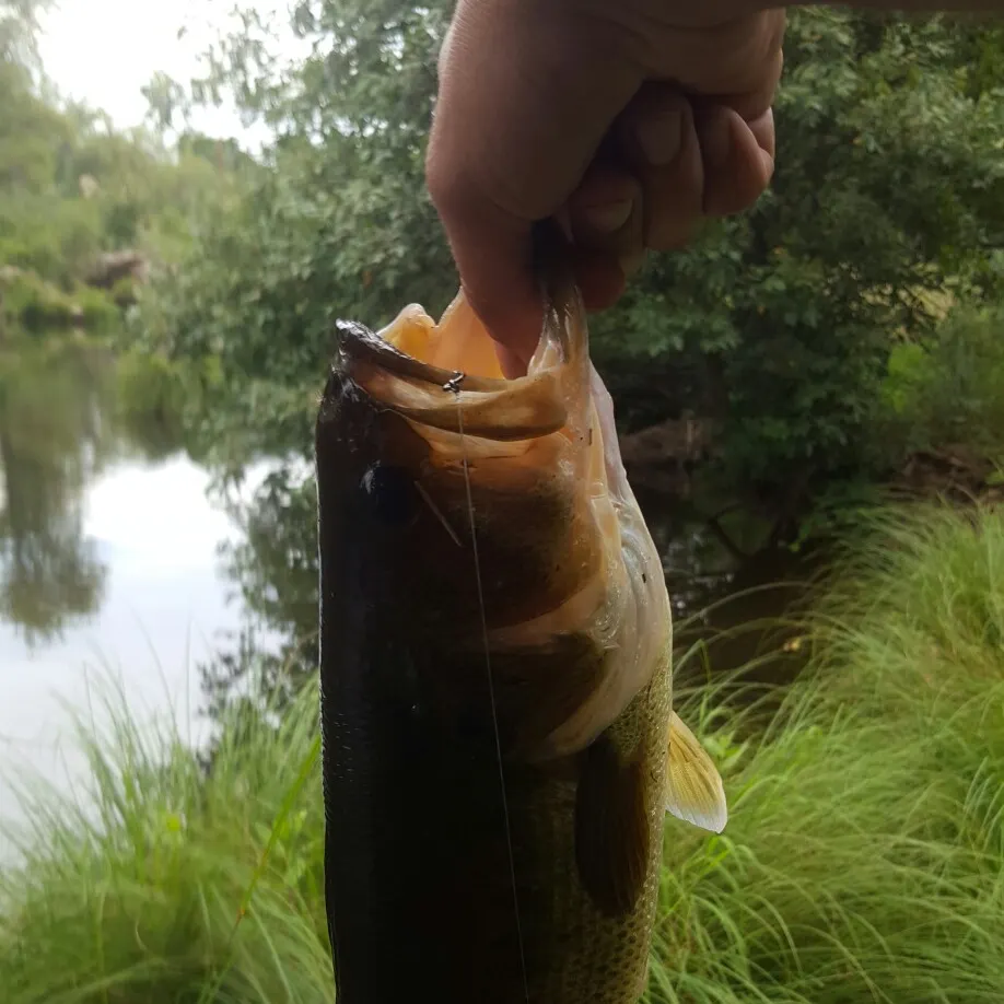angler catch