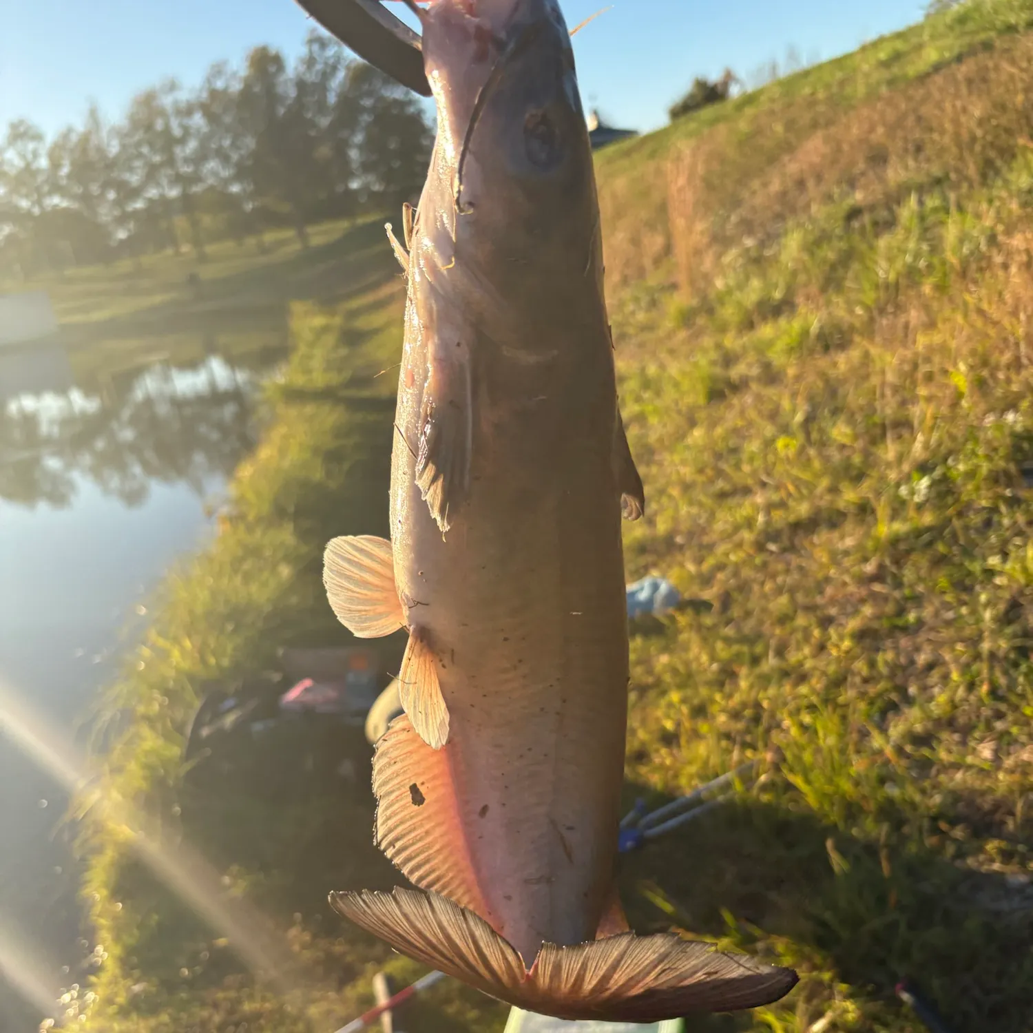 Channel catfish caught on Fishbrain