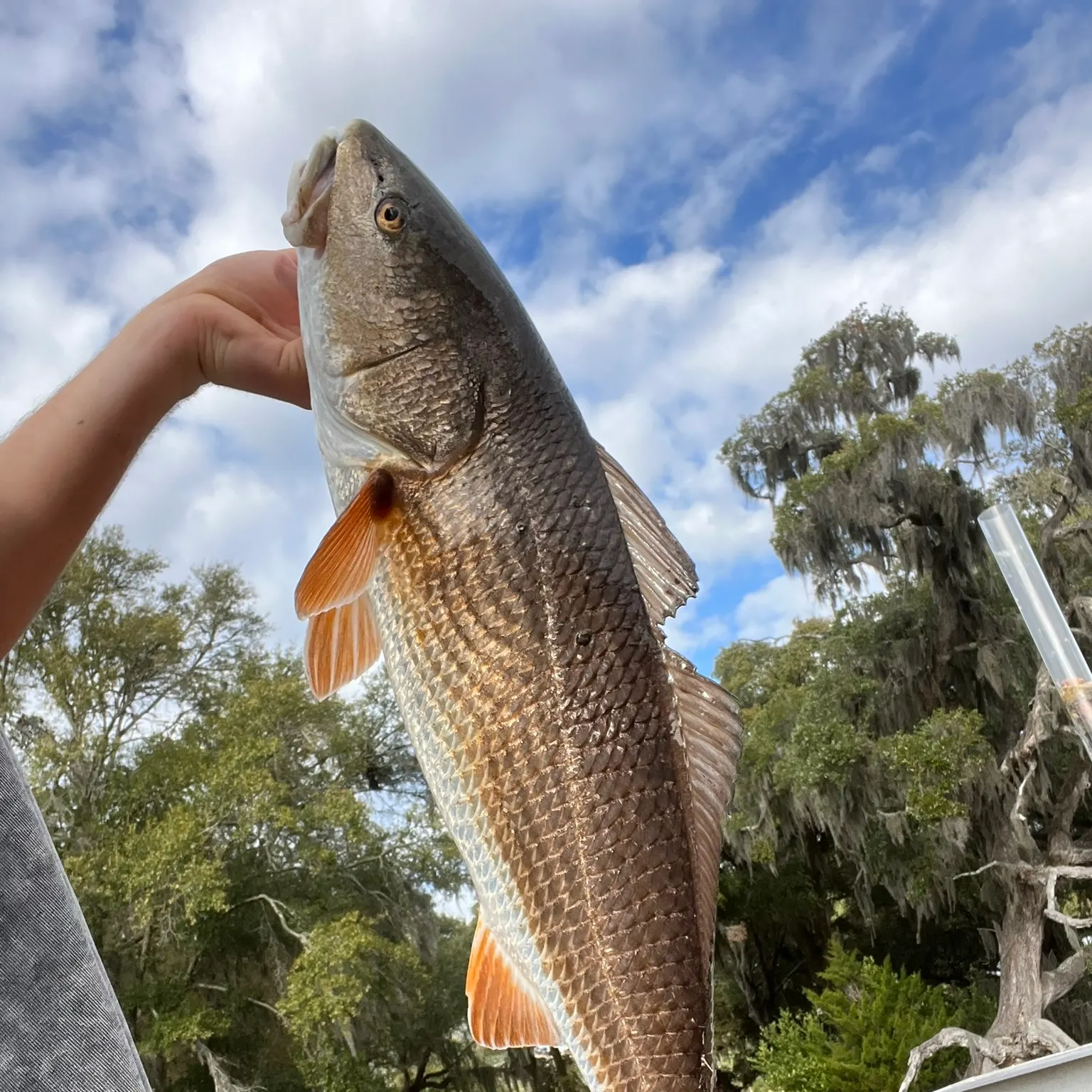 The most recent Red drum catches on Fishbrain