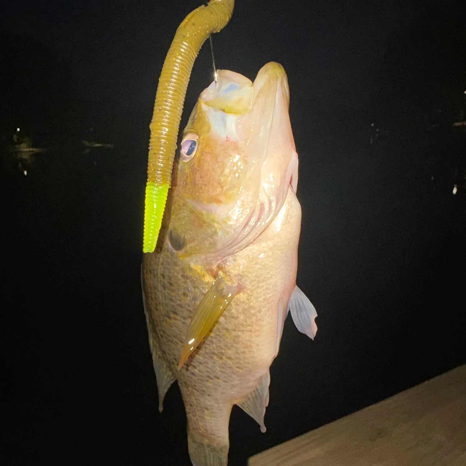 Warmouth caught on Fishbrain