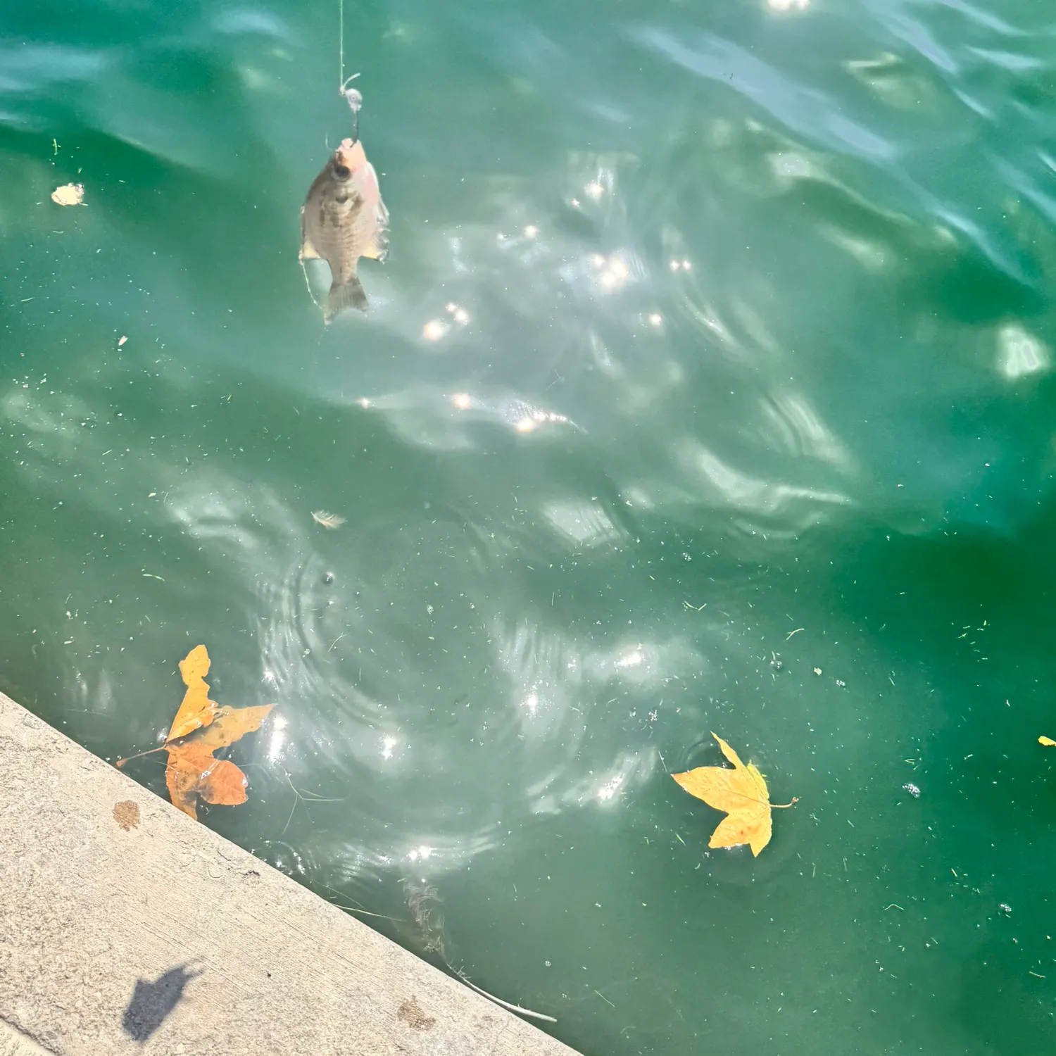 Bluegill caught on Fishbrain