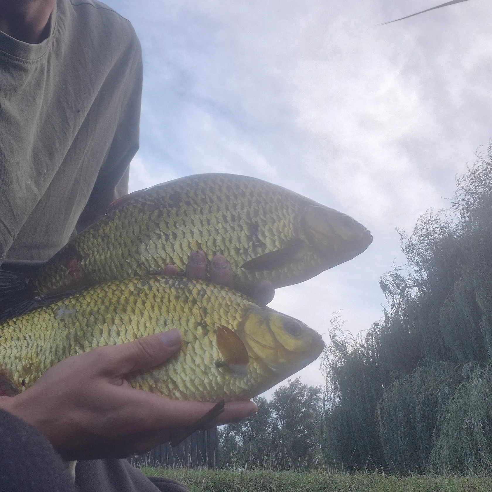 Common rudd caught on Fishbrain