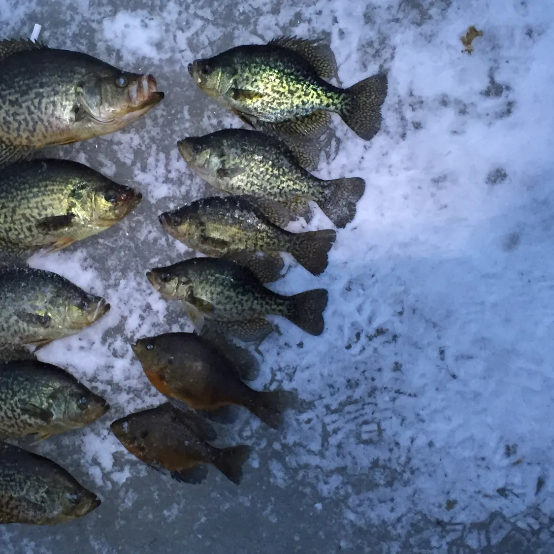 recently logged catches