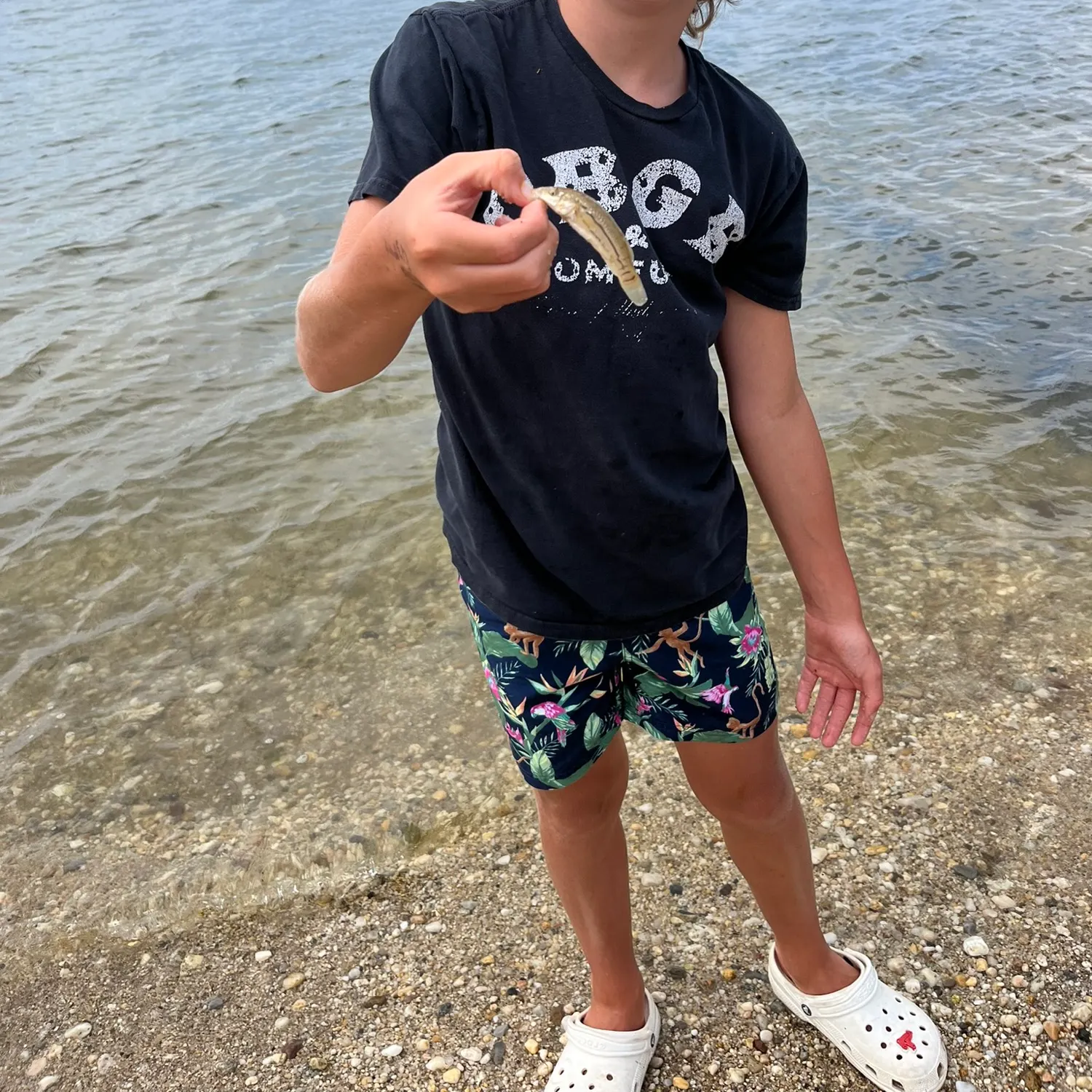 The most recent Banded killifish catches on Fishbrain