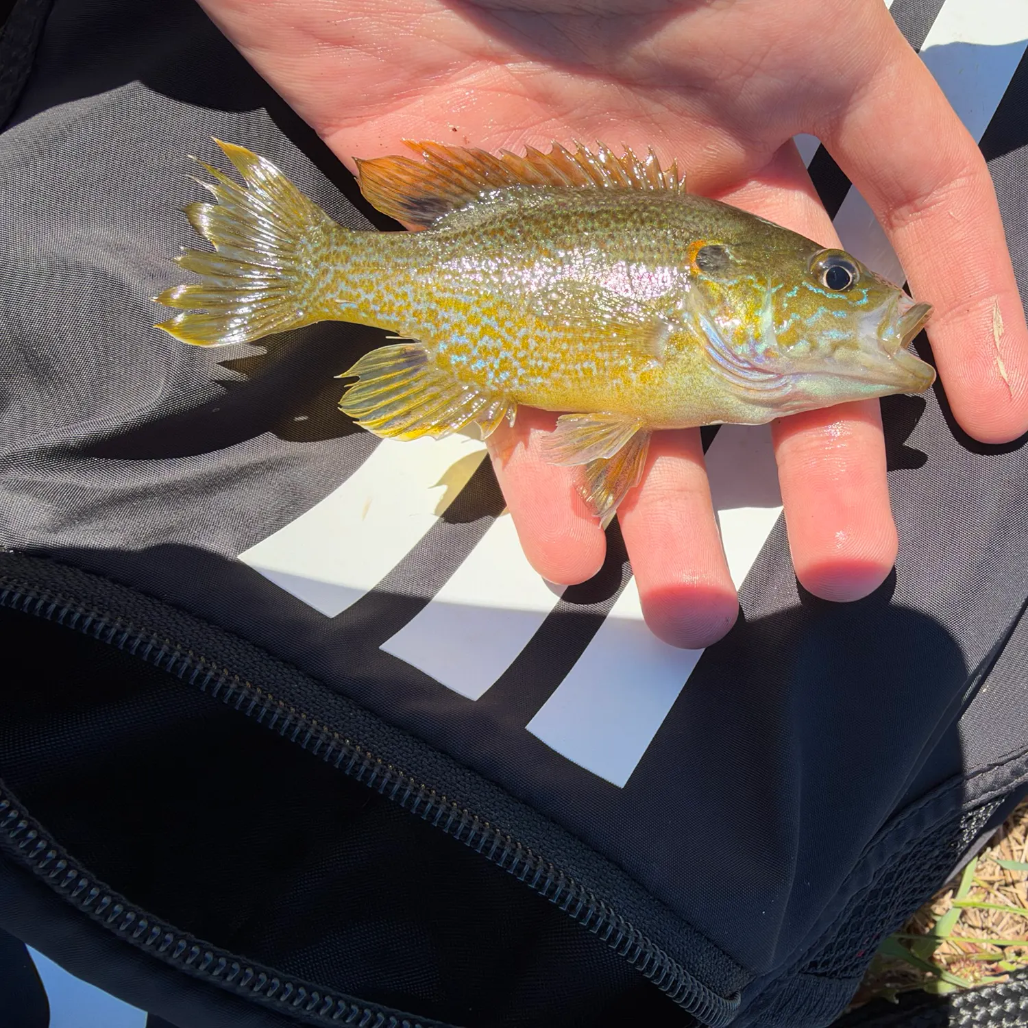 Green sunfish caught on Fishbrain