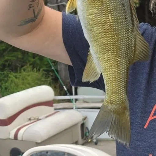 Smallmouth bass caught on Fishbrain