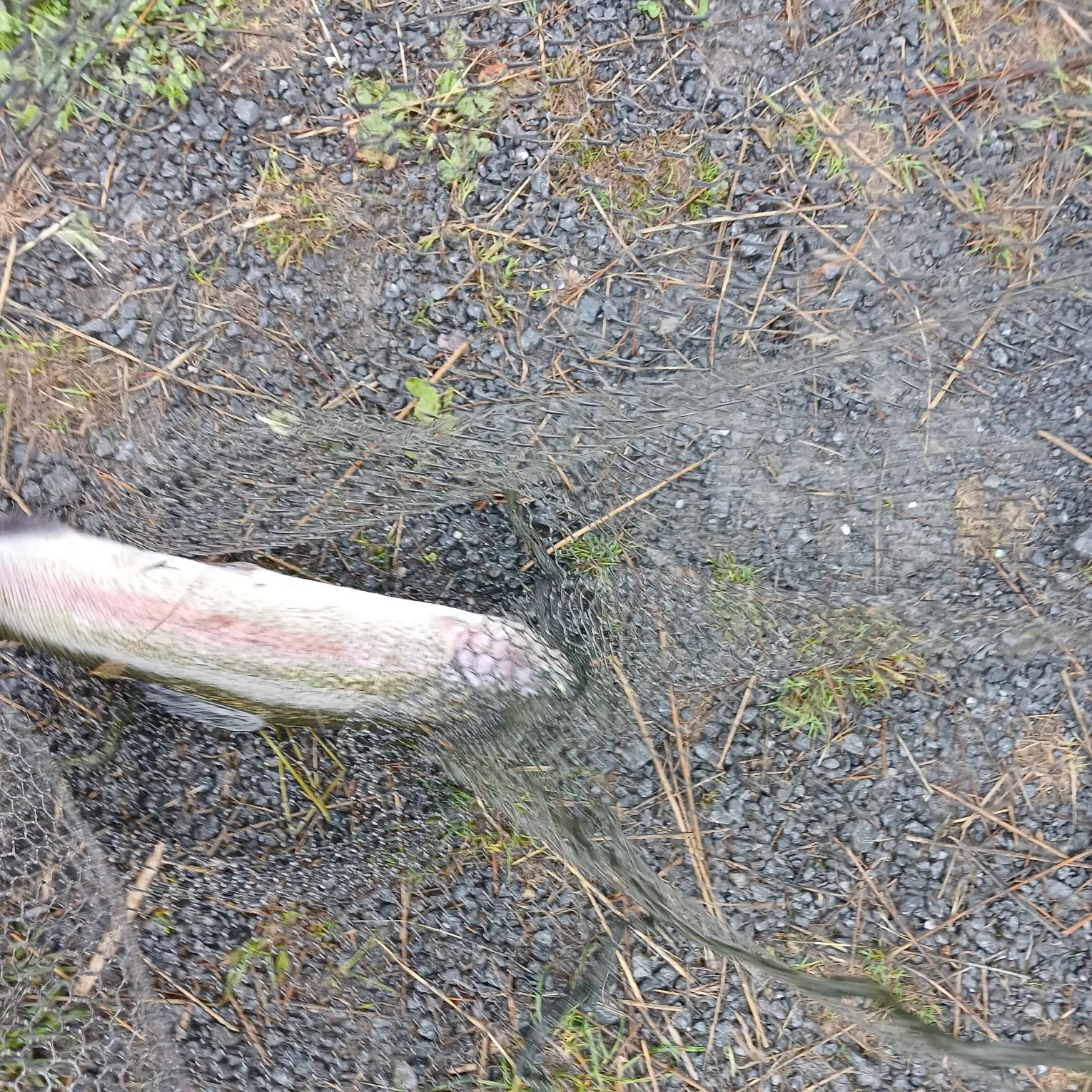 Rainbow trout caught on Fishbrain