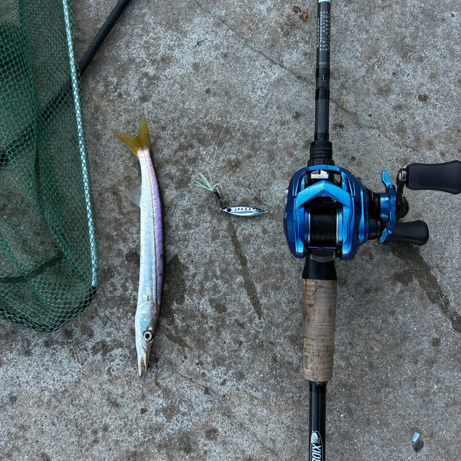 The most recent Pacific barracuda catches on Fishbrain
