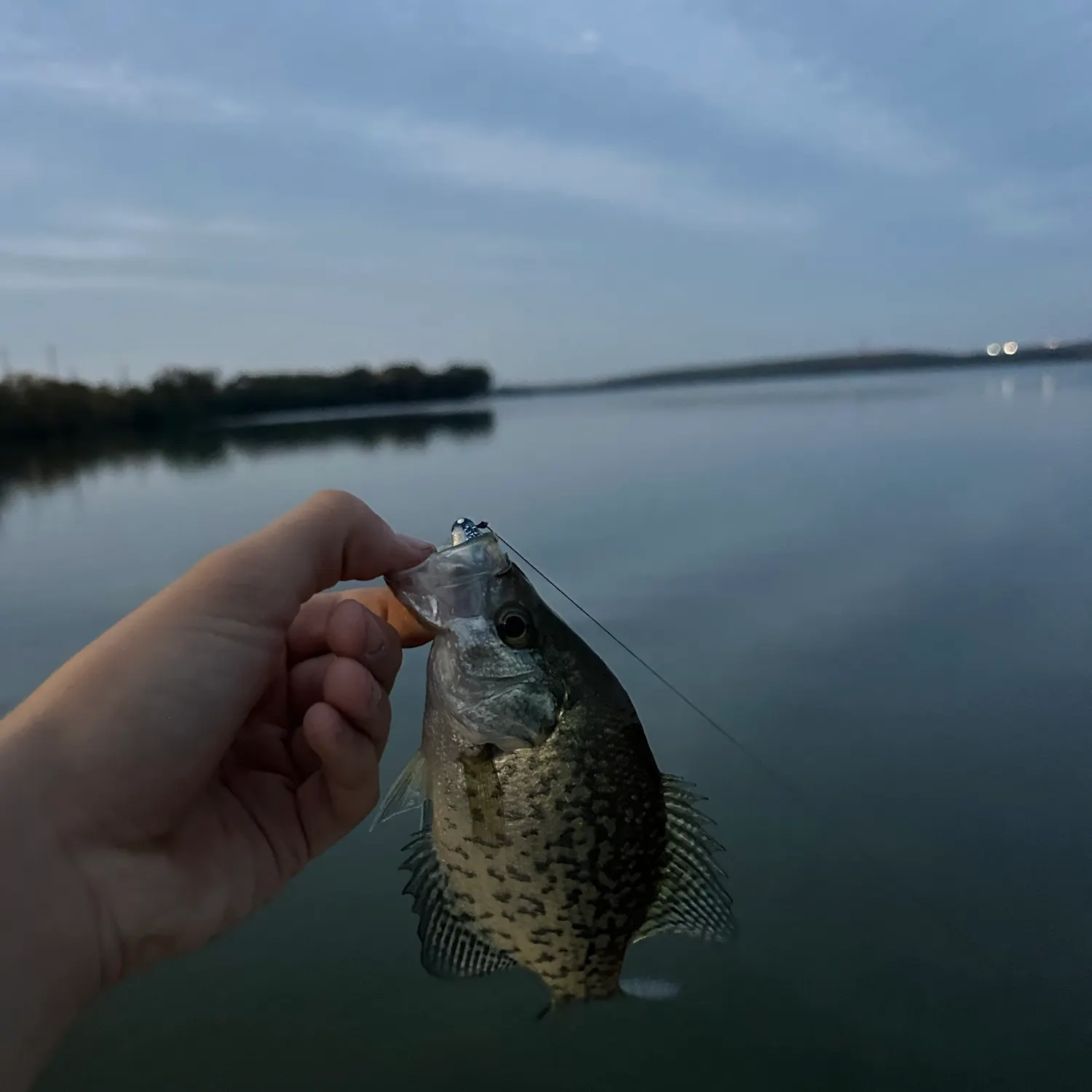 Black crappie caught on Fishbrain