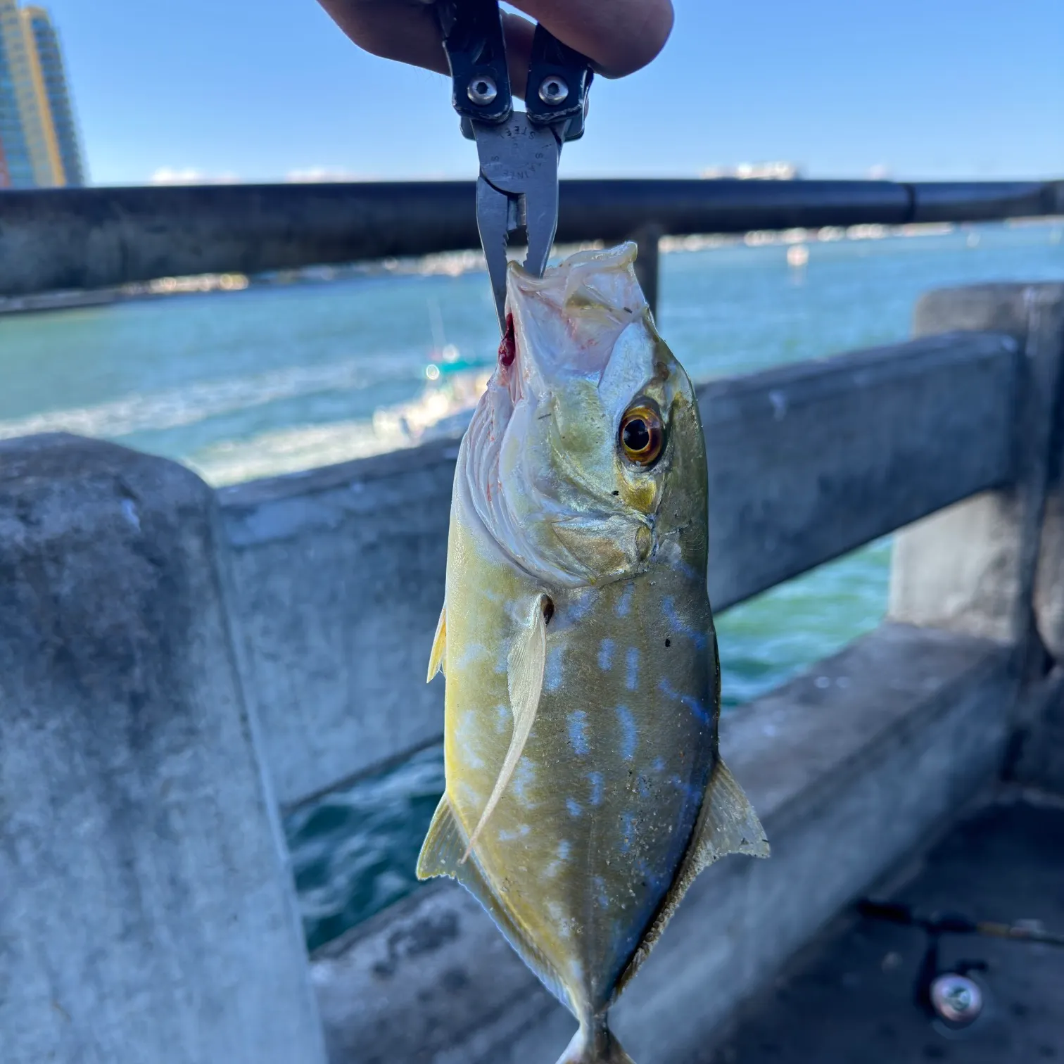 The most recent Yellow jack catches on Fishbrain