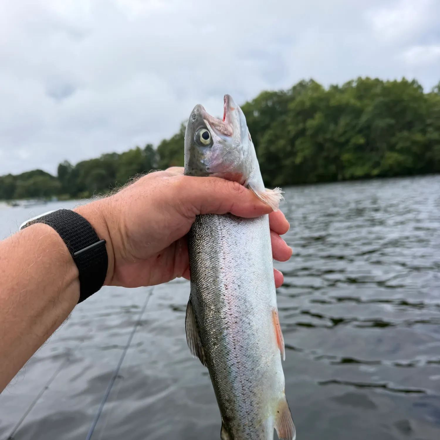 Rainbow trout caught on Fishbrain