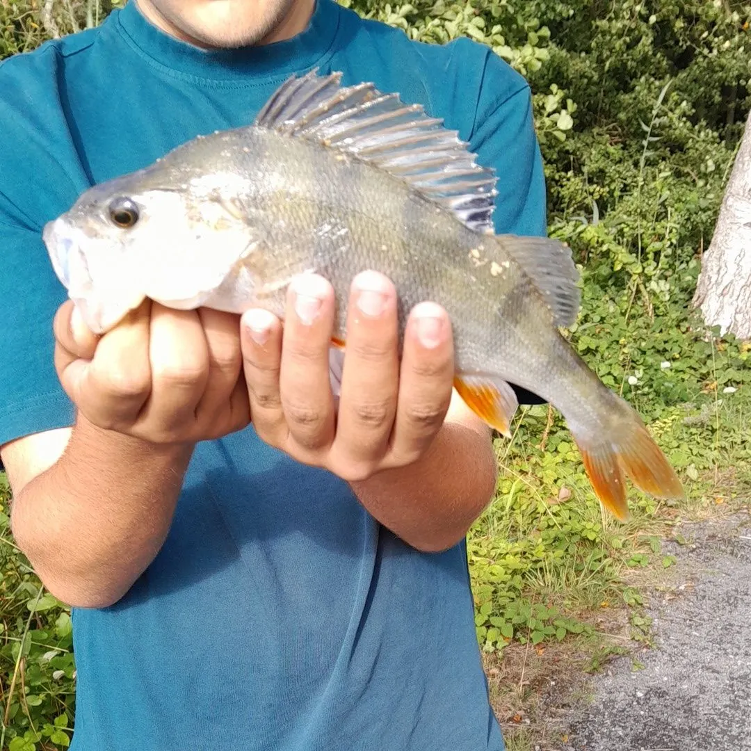 European perch caught on Fishbrain