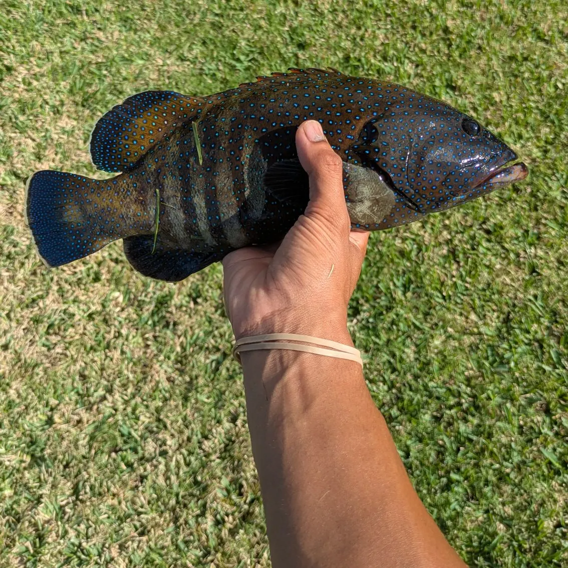 The most recent Peacock hind catches on Fishbrain